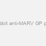 Rabbit anti-MARV GP pAb